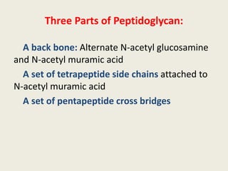 Three Parts of Peptidoglycan:
A back bone: Alternate N-acetyl glucosamine
and N-acetyl muramic acid
A set of tetrapeptide side chains attached to
N-acetyl muramic acid
A set of pentapeptide cross bridges
 