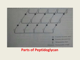 Parts of Peptidoglycan
 