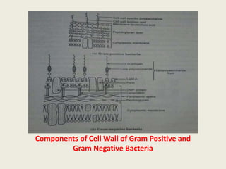 Components of Cell Wall of Gram Positive and
Gram Negative Bacteria
 