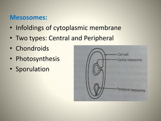 Mesosomes:
• Infoldings of cytoplasmic membrane
• Two types: Central and Peripheral
• Chondroids
• Photosynthesis
• Sporulation
 