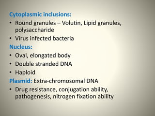 Cytoplasmic inclusions:
• Round granules – Volutin, Lipid granules,
polysaccharide
• Virus infected bacteria
Nucleus:
• Oval, elongated body
• Double stranded DNA
• Haploid
Plasmid: Extra-chromosomal DNA
• Drug resistance, conjugation ability,
pathogenesis, nitrogen fixation ability
 