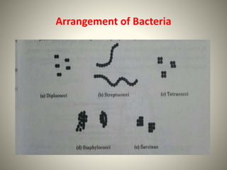 Arrangement of Bacteria
 
