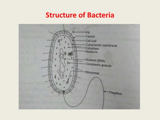 Structure of Bacteria
 