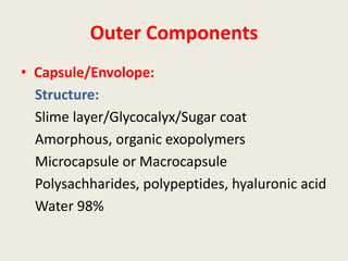 Outer Components
• Capsule/Envolope:
Structure:
Slime layer/Glycocalyx/Sugar coat
Amorphous, organic exopolymers
Microcapsule or Macrocapsule
Polysachharides, polypeptides, hyaluronic acid
Water 98%
 