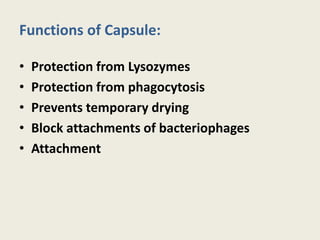 Functions of Capsule:
• Protection from Lysozymes
• Protection from phagocytosis
• Prevents temporary drying
• Block attachments of bacteriophages
• Attachment
 