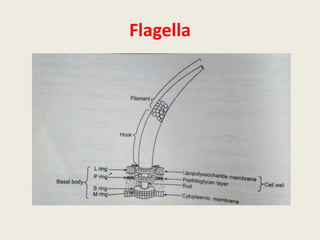 Flagella
 