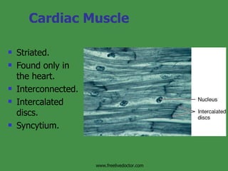 Cardiac Muscle Striated. Found only in the heart. Interconnected. Intercalated discs. Syncytium. www.freelivedoctor.com 