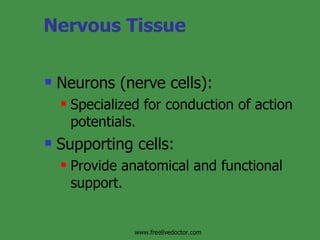 Nervous Tissue Neurons (nerve cells):  Specialized for conduction of action potentials. Supporting cells: Provide anatomical and functional support. www.freelivedoctor.com 