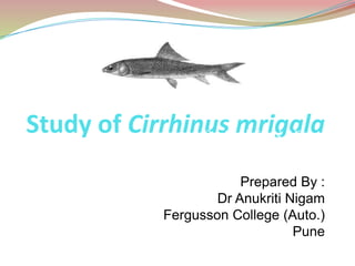 Study of Cirrhinus mrigala
Prepared By :
Dr Anukriti Nigam
Fergusson College (Auto.)
Pune
Dr. Anukriti N. Nigam
 