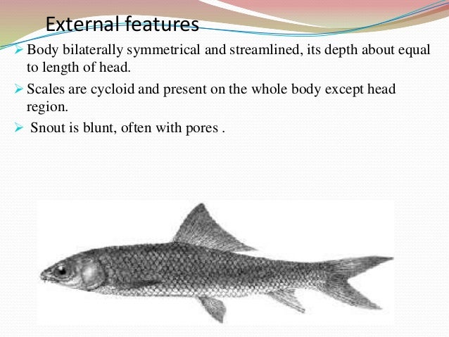 Study of Cirrhinus mrigala