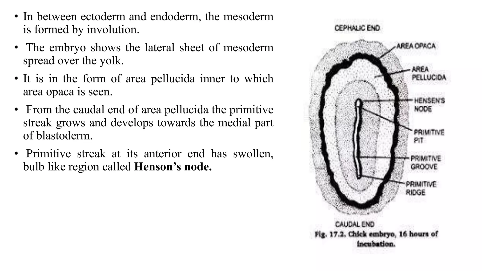 STUDY OF CLEAVAGE BLASTULA, GASTRULA.pptx