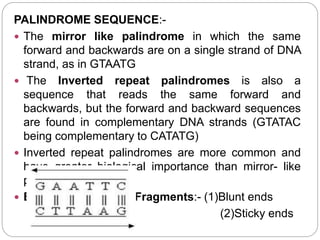 PALINDROME SEQUENCE:-
 The mirror like palindrome in which the same
forward and backwards are on a single strand of DNA
strand, as in GTAATG
 The Inverted repeat palindromes is also a
sequence that reads the same forward and
backwards, but the forward and backward sequences
are found in complementary DNA strands (GTATAC
being complementary to CATATG)
 Inverted repeat palindromes are more common and
have greater biological importance than mirror- like
palindromes.
 Ends Of Restriction Fragments:- (1)Blunt ends
(2)Sticky ends
 