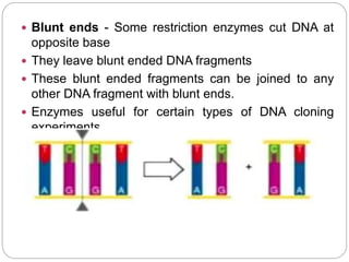  Blunt ends - Some restriction enzymes cut DNA at
opposite base
 They leave blunt ended DNA fragments
 These blunt ended fragments can be joined to any
other DNA fragment with blunt ends.
 Enzymes useful for certain types of DNA cloning
experiments.
 