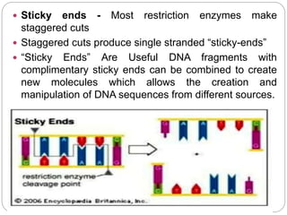  Sticky ends - Most restriction enzymes make
staggered cuts
 Staggered cuts produce single stranded “sticky-ends”
 “Sticky Ends” Are Useful DNA fragments with
complimentary sticky ends can be combined to create
new molecules which allows the creation and
manipulation of DNA sequences from different sources.
 