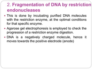 2. Fragmentation of DNA by restriction
endonucleases
 This is done by incubating purified DNA molecules
with the restriction enzyme, at the optimal conditions
for that specific enzyme.
 Agarose gel electrophoresis is employed to check the
progression of a restriction enzyme digestion.
 DNA is a negatively charged molecule, hence it
moves towards the positive electrode (anode)
 