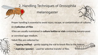 Study of handling technique external morphology and sexual dimorphism ...