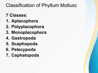 Classification of Phyllum Mollusc
7 Classes:
1. Aplacophora
2. Polyplacophora
3. Monoplacophora
4. Gastropoda
5. Scaphopoda
6. Pelecypoda
7. Cephalopoda
 