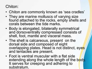 Chiton:
• Chiton are commonly known as ‘sea cradles’
• They are marine molluscs of varying size
found attached to the rocks, empty shells and
corals between the tide marks.
• Body is elongated, bilaterally symmetrical
and dorsoventrally compressed consists of
shell, foot, mantle and visceral mass.
• The shell is calcareous, present on the
dorsal side and composed of eight
overlapping plates. Head is not distinct, eyes
and tentacles are present.
• Foot is ventral muscular with a flat side
extending along the whole length of the body.
It serves for creeping and adhering to
substratum.
 