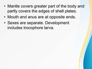 • Mantle covers greater part of the body and
partly covers the edges of shell plates.
• Mouth and anus are at opposite ends.
• Sexes are separate. Development
includes trocophore larva.
 