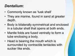 Dentalium:
• Commonly known as ‘tusk shell’
• They are marine, found in sand at greater
depth.
• Body is bilaterally symmetrical and enclosed
in a tubular shell that opens at both ends.
• Mantle folds are fused ventrally to form a
tube enclosing a body.
• Head is bearing the mouth which is
surrounded by contractile tentacles with
sucker like ends.
 
