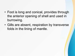 • Foot is long and conical, provides through
the anterior opening of shell and used in
burrowing.
• Gills are absent, respiration by transverse
folds in the lining of mantle.
 