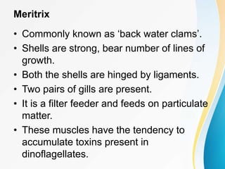 Meritrix
• Commonly known as ‘back water clams’.
• Shells are strong, bear number of lines of
growth.
• Both the shells are hinged by ligaments.
• Two pairs of gills are present.
• It is a filter feeder and feeds on particulate
matter.
• These muscles have the tendency to
accumulate toxins present in
dinoflagellates.
 