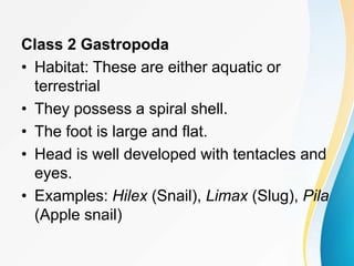 Class 2 Gastropoda
• Habitat: These are either aquatic or
terrestrial
• They possess a spiral shell.
• The foot is large and flat.
• Head is well developed with tentacles and
eyes.
• Examples: Hilex (Snail), Limax (Slug), Pila
(Apple snail)
 