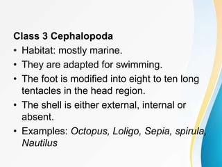 Class 3 Cephalopoda
• Habitat: mostly marine.
• They are adapted for swimming.
• The foot is modified into eight to ten long
tentacles in the head region.
• The shell is either external, internal or
absent.
• Examples: Octopus, Loligo, Sepia, spirula,
Nautilus
 