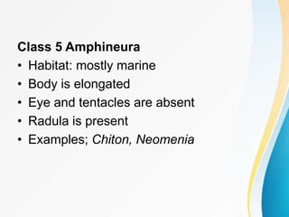 Class 5 Amphineura
• Habitat: mostly marine
• Body is elongated
• Eye and tentacles are absent
• Radula is present
• Examples; Chiton, Neomenia
 