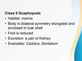 Class 6 Scaphopoda
• Habitat: marine
• Body is bilateral symmetry elongated and
enclosed in tusk shell
• Foot is reduced
• Excretion: a pair of Kidney
• Examples: Cadulus, Dentalium
 