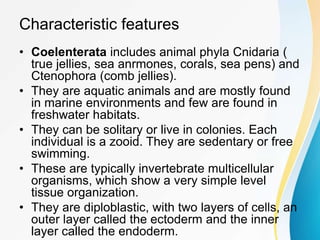 Characteristic features
• Coelenterata includes animal phyla Cnidaria (
true jellies, sea anrmones, corals, sea pens) and
Ctenophora (comb jellies).
• They are aquatic animals and are mostly found
in marine environments and few are found in
freshwater habitats.
• They can be solitary or live in colonies. Each
individual is a zooid. They are sedentary or free
swimming.
• These are typically invertebrate multicellular
organisms, which show a very simple level
tissue organization.
• They are diploblastic, with two layers of cells, an
outer layer called the ectoderm and the inner
layer called the endoderm.
 