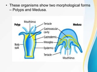 • These organisms show two morphological forms
– Polyps and Medusa.
 