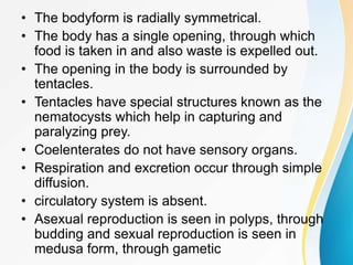 • The bodyform is radially symmetrical.
• The body has a single opening, through which
food is taken in and also waste is expelled out.
• The opening in the body is surrounded by
tentacles.
• Tentacles have special structures known as the
nematocysts which help in capturing and
paralyzing prey.
• Coelenterates do not have sensory organs.
• Respiration and excretion occur through simple
diffusion.
• circulatory system is absent.
• Asexual reproduction is seen in polyps, through
budding and sexual reproduction is seen in
medusa form, through gametic
 