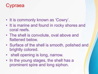 Cypraea
• It is commonly known as ‘Cowry’.
• It is marine and found in rocky shores and
coral reefs.
• The shell is convolute, oval above and
flattened below.
• Surface of the shell is smooth, polished and
brightly colored.
• shell opening is long, narrow.
• In the young stages, the shell has a
prominent spire and long siphon.
 