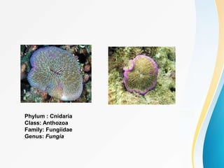 Phylum : Cnidaria
Class: Anthozoa
Family: Fungiidae
Genus: Fungia
 