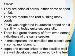 Favia:
• They are colonial corals, either dome shaped
or flat.
• They are marine and reef building stony
corals.
• Favia was originated in Jurassic period and it
is still living today quite successfully.
• There is a great diversity of form even among
individuals of the same species.
• In most species, the corallites are plocoid and
in some, monocentric.
• septa and costae linked to the corallite wall
are well developed and covered by fine teeth.
 