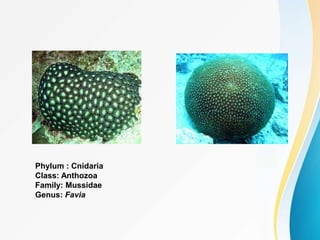 Phylum : Cnidaria
Class: Anthozoa
Family: Mussidae
Genus: Favia
 