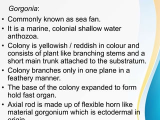 Gorgonia:
• Commonly known as sea fan.
• It is a marine, colonial shallow water
anthozoa.
• Colony is yellowish / reddish in colour and
consists of plant like branching stems and a
short main trunk attached to the substratum.
• Colony branches only in one plane in a
feathery manner.
• The base of the colony expanded to form
hold fast organ.
• Axial rod is made up of flexible horn like
material gorgonium which is ectodermal in
 