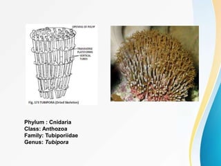 Phylum : Cnidaria
Class: Anthozoa
Family: Tubiporiidae
Genus: Tubipora
 
