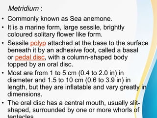Metridium :
• Commonly known as Sea anemone.
• It is a marine form, large sessile, brightly
coloured solitary flower like form.
• Sessile polyp attached at the base to the surface
beneath it by an adhesive foot, called a basal
or pedal disc, with a column-shaped body
topped by an oral disc.
• Most are from 1 to 5 cm (0.4 to 2.0 in) in
diameter and 1.5 to 10 cm (0.6 to 3.9 in) in
length, but they are inflatable and vary greatly in
dimensions.
• The oral disc has a central mouth, usually slit-
shaped, surrounded by one or more whorls of
 