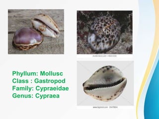Phyllum: Mollusc
Class : Gastropod
Family: Cypraeidae
Genus: Cypraea
 