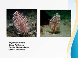 Phylum : Cnidaria
Class: Anthozoa
Family: Pennatuliidae
Genus: Pennatula
 