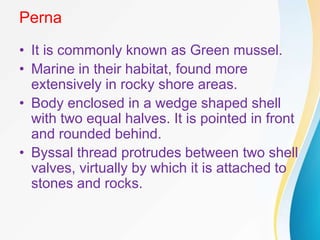 Perna
• It is commonly known as Green mussel.
• Marine in their habitat, found more
extensively in rocky shore areas.
• Body enclosed in a wedge shaped shell
with two equal halves. It is pointed in front
and rounded behind.
• Byssal thread protrudes between two shell
valves, virtually by which it is attached to
stones and rocks.
 