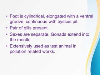 • Foot is cylindrical, elongated with a ventral
groove, continuous with byssus pit.
• Pair of gills present.
• Sexes are separate. Gonads extend into
the mentle.
• Extensively used as test animal in
pollution related works.
 