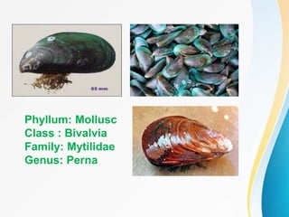 Phyllum: Mollusc
Class : Bivalvia
Family: Mytilidae
Genus: Perna
 
