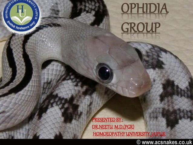 Python Ophidia Study of ophidia group | PDF