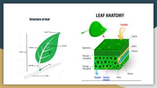 Study of plants | PDF