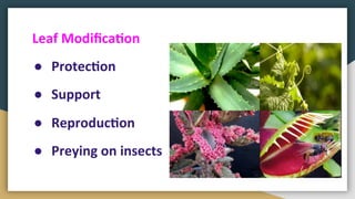 Study of plants | PDF