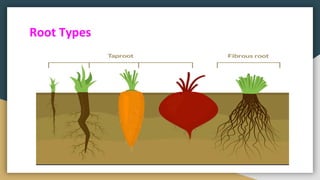 Study of plants | PDF