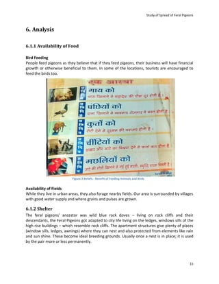 Study of Spread of Feral Pigeons | PDF